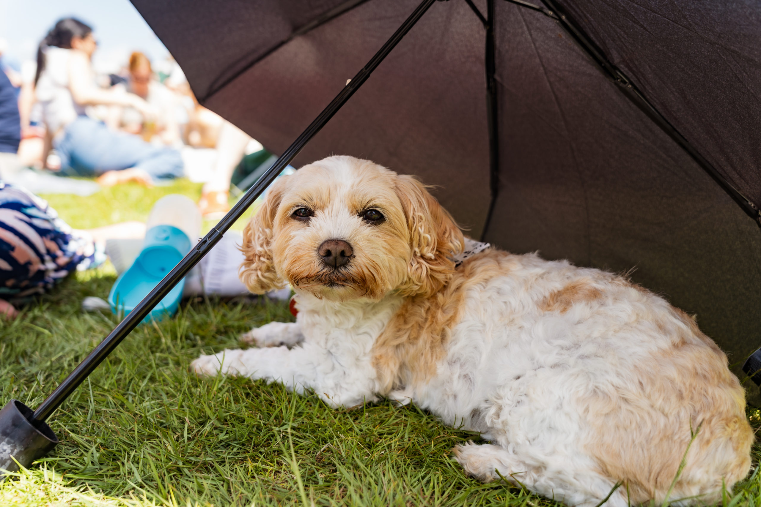 Highcliffe Food Fest-211